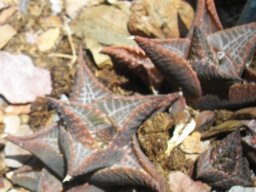 Haworthiopsis tessellata