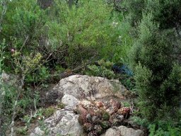 Haworthiopsis coarctata var. coarctata in rocky abode