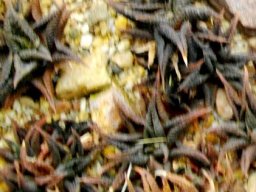 Haworthiopsis limifolia var. limifolia struggling