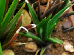 Haworthiopsis longiana