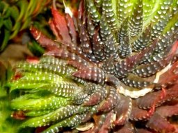 Haworthiopsis reinwardtii var. reinwardtii leaves