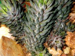 Haworthiopsis reinwardtii var. reinwardtii in reptilian guise