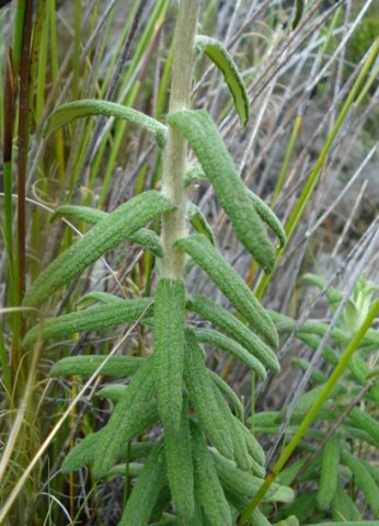Helichrysum felinum leaves