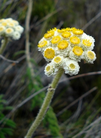 Helichrysum felinum