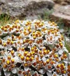 Helichrysum lineatum, one of many everlastings