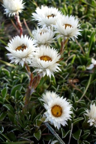 Helichrysum marginatum flowerheads