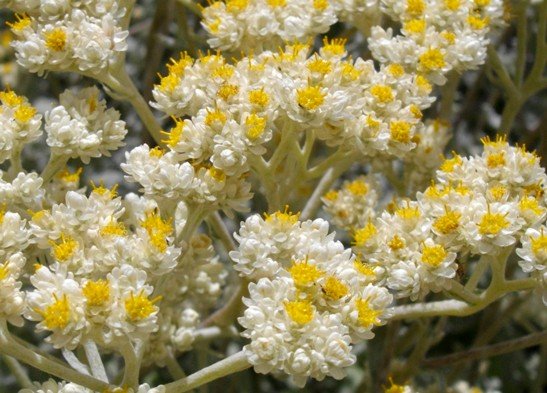 Helichrysum patulum blooming