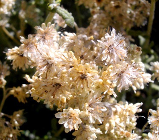 Helichrysum patulum seeding
