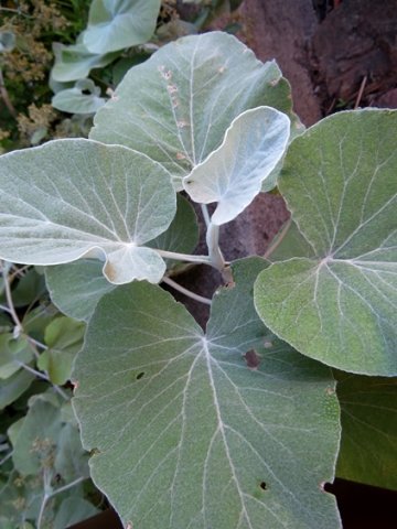 Helichrysum populifolium stem-tip