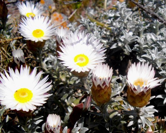 Helichrysum retortum