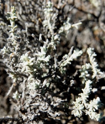 Helichrysum rosum branch