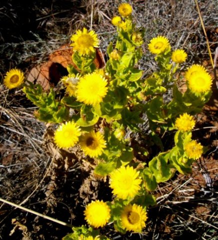 Helichrysum setosum