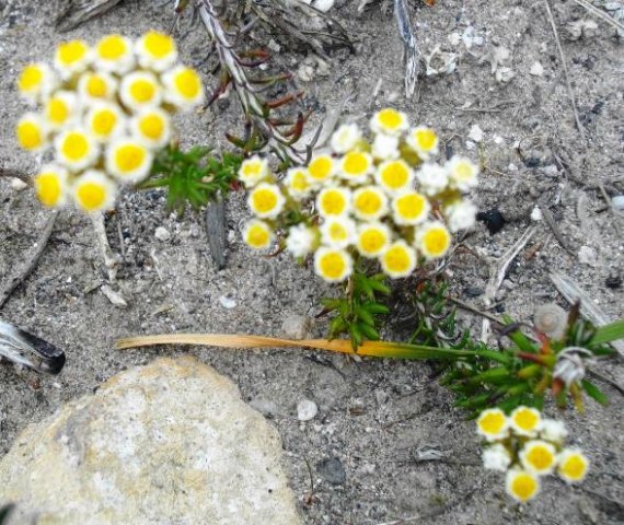 Helichrysum teretifolium in the De Hoop Nature Reserve