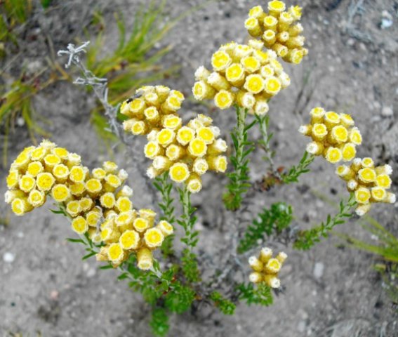 Helichrysum teretifolium 
