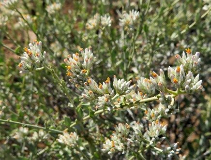 Helichrysum zeyheri stem-tip inflorescences