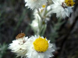 Helichrysum acrophilum flowerheads
