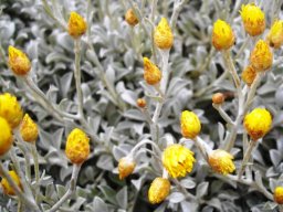 Helichrysum argyrophyllum