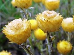 Helichrysum chionosphaerum