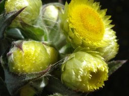 Helichrysum foetidum stem-tip