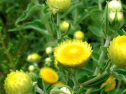 Helichrysum foetidum white to yellow