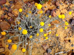 Helichrysum moeserianum