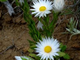 Helichrysum monticola