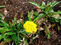 Helichrysum nudifolium