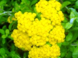 Helichrysum odoratissimum var. odoratissimum