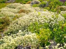 Helichrysum patulum