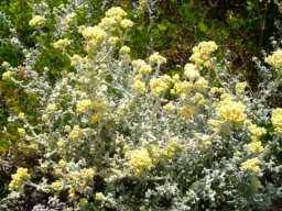 Helichrysum patulum leaves and flowerheads