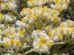 Helichrysum patulum blooming