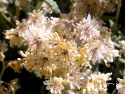 Helichrysum patulum seeding