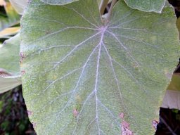 Helichrysum populifolium leaves