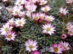 Helichrysum praecurrens