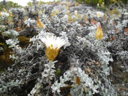 Helichrysum retortum