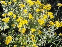 Helichrysum revolutum