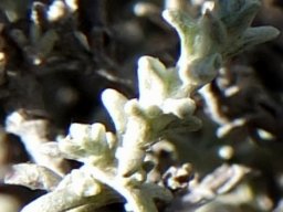 Helichrysum rosum leaves