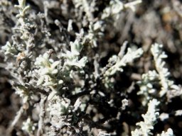Helichrysum rosum branch