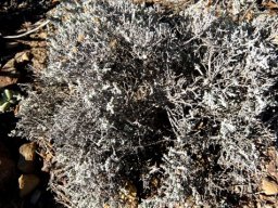 Helichrysum rosum 