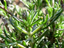 Helichrysum rosum well-watered at Minwater