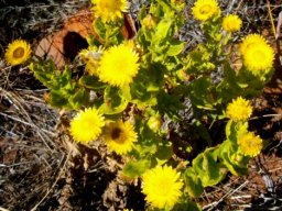 Helichrysum setosum