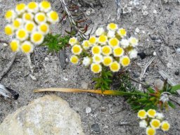 Helichrysum teretifolium in the De Hoop Nature Reserve