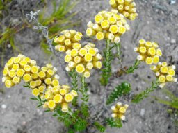 Helichrysum teretifolium 
