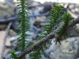 Helichrysum teretifolium leaves