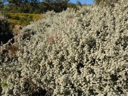 Helichrysum species at Prince Albert