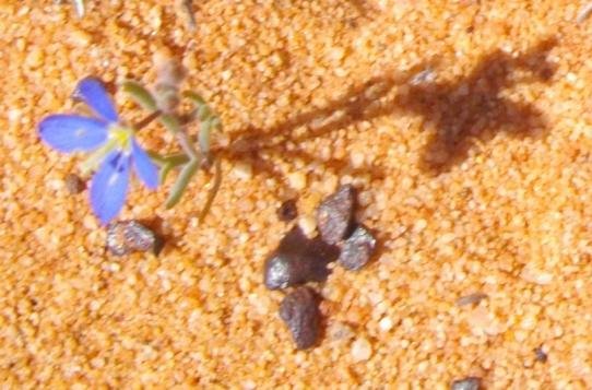 Heliophila africana