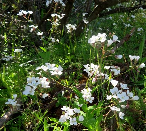 Heliophila amplexicaulis