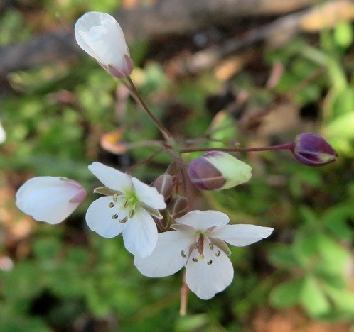 Heliophila amplexicaulis buds
