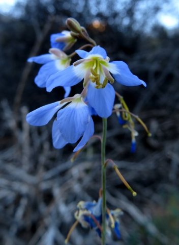 Heliophila coronopifolia inflorescence