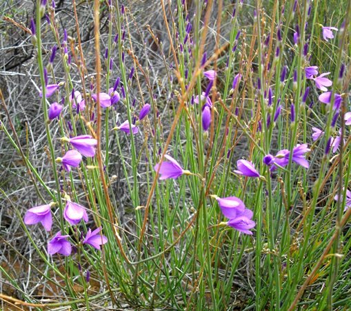 Heliophila juncea few-flowered
